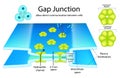 Gap Junction allow direct communication between cells. The image shows a gap junction, a cell structure that enables