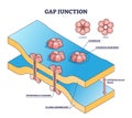 Gap junction as anatomical intercellular connection structure outline diagram Royalty Free Stock Photo