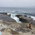 A gap in a rock wall looking out at the ocean and waves with a sea lion laying nearby Royalty Free Stock Photo