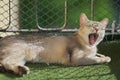 Gape cat, Portrait of Burmilla cat