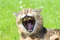 A gaping cat Royalty Free Stock Photo