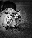 Gaping mouth tiger on the prowl in B&W