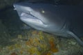 Gaping Reef Shark off Padre Burgos, Leyte, Philippines Royalty Free Stock Photo