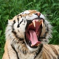 Gaping Tiger Royalty Free Stock Photo