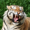 Gaping Tiger Royalty Free Stock Photo