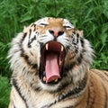 Gaping Tiger Royalty Free Stock Photo