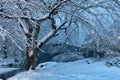 Gapstow bridge during winter, Central Park New York City. USA Royalty Free Stock Photo