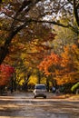 Gapyeong,South Korea-October 2020: Korean truck car at the forest full of autumn foliage trees in Nami Island, South Korea