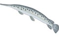 Gar Fish Illustration Royalty Free Stock Photo