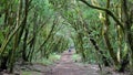 GARAJONAY NATIONAL PARK, LA GOMERA, SPAIN: Laurel forest and its tangle of moss covered trunks and branches