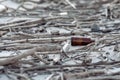 Garbage along Bangsaen Beach in Thailand Royalty Free Stock Photo