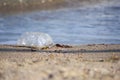 Garbage bag thrown on the ground increasing environmental pollution on the beach Royalty Free Stock Photo