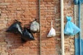 Garbage bags hanging on the wall of the houses to prevent the ra