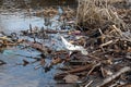 Garbage on banks of Dnieper River. white dove siting on trash. Plastic bottles, logs, styrofoam and other rubbish on river bank. Royalty Free Stock Photo