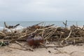 Garbage on the beach. Empty plastic bottles and reeds on the sand. Environmental pollution Royalty Free Stock Photo