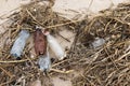 Garbage on the beach. Empty plastic and glass bottles on the sand. Environmental pollution Royalty Free Stock Photo