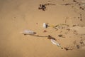 Garbage on a beach, environmental pollution concept Royalty Free Stock Photo