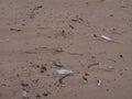 Garbage on the beach in Port Stephens in Birubi Point