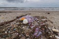 Garbage the beach sea plastic bottle lies on the beach and pollutes the sea and the life of marine life Spilled garbage on the Royalty Free Stock Photo