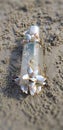 Garbage on the beach. Shellfish use perfume bottles as a habitat.