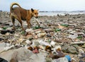 Garbage dog on the beach and the sea destruction environment Royalty Free Stock Photo