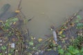 Garbage floating in river, Water pollution. Ecological problem, background