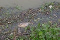 Garbage floating in river, Water pollution. Ecological problem, background Royalty Free Stock Photo