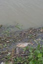 Garbage floating in river, Water pollution. Ecological problem, background Royalty Free Stock Photo