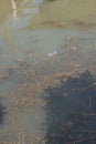 Garbage floating in river, Water pollution. Ecological problem, background Royalty Free Stock Photo