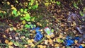 Garbage in the forest in autumn. environmental