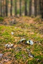 Garbage in the forest, metal beer can bottle lying on the forest undergrowth Royalty Free Stock Photo