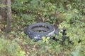 Garbage in the forest.Old tires in the forest.Environmental pollution Royalty Free Stock Photo