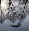 Garbage, old tire and tree reflections in water Royalty Free Stock Photo