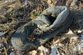 Garbage from one old black torn leather sneaker Royalty Free Stock Photo