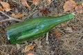 garbage from one old dirty green glass bottle on gray dry vegetation Royalty Free Stock Photo