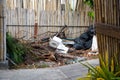 Garbage and other waste on the streets of the tropical island. The toilet is next to the pedestrian walkway. Black bags