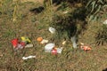 Garbage polled by tourists in the flowering forest. Israel Feb-02-2019