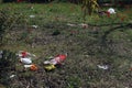 Garbage polled by tourists in the flowering forest. Israel Feb-02-2019