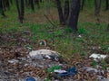 Garbage pollution in forest. Ecological problem with trash dump in nature. Royalty Free Stock Photo