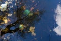 Garbage and tree reflections in water Royalty Free Stock Photo