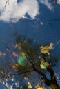 Garbage and tree reflections in water Royalty Free Stock Photo