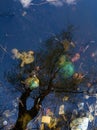 Garbage and tree reflections in water Royalty Free Stock Photo