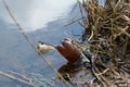 Garbage in the river. The problem of ecology and pollution of nature