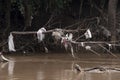 The Garbage in river stream after Waterflood. Royalty Free Stock Photo