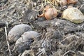 Garbage rotting pile with vegetables and pumpkin cesspool Royalty Free Stock Photo