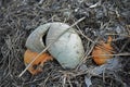 Garbage rotting pile with vegetables and pumpkin cesspool Royalty Free Stock Photo