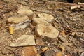 garbage at a sawmill. Logs sawn in circles. Forest processing