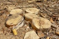 Garbage at a sawmill. Logs sawn in circles. Forest processing