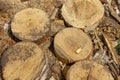 Garbage at a sawmill. Logs sawn in circles. Forest processing