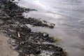 Garbage on the seashore. Branches, old shells, seaweed, chips washed ashore after a storm.